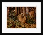 A Hare in the Forest by Hans Hoffmann
