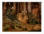 A Hare in the Forest by Hans Hoffmann