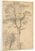 Three Studies of Trees by Fra Bartolommeo
