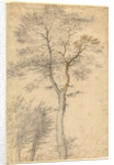 Three Studies of Trees by Fra Bartolommeo