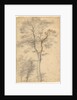 Three Studies of Trees by Fra Bartolommeo