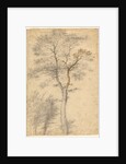 Three Studies of Trees by Fra Bartolommeo