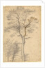 Three Studies of Trees by Fra Bartolommeo