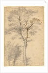 Three Studies of Trees by Fra Bartolommeo