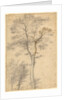 Three Studies of Trees by Fra Bartolommeo