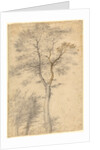 Three Studies of Trees by Fra Bartolommeo