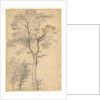 Three Studies of Trees by Fra Bartolommeo