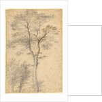 Three Studies of Trees by Fra Bartolommeo