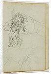 Three lion studies by Théodore Géricault