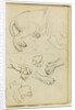 Various studies of lion leg, paws and head by Théodore Géricault