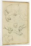 Various studies of lion leg, paws and head by Théodore Géricault