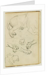 Various studies of lion leg, paws and head by Théodore Géricault