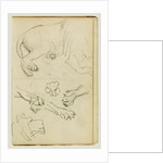 Various studies of lion leg, paws and head by Théodore Géricault