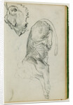 Seated lion, head of lioness by Théodore Géricault