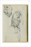 Seated lion, head of lioness by Théodore Géricault