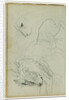 Lion studies by Théodore Géricault