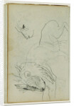 Lion studies by Théodore Géricault