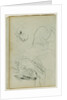Lion studies by Théodore Géricault