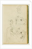 Studies of the head and forelegs of a lioness by Théodore Géricault