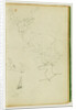 Studies of a seated stag, a fawn, a goat head by Théodore Géricault