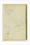 Studies of a seated stag, a fawn, a goat head by Théodore Géricault