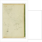 Studies of a seated stag, a fawn, a goat head by Théodore Géricault