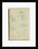 Six studies for man beside a rearing horse by Théodore Géricault