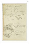 Horse Studies by Théodore Géricault