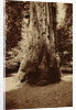 Big Tree Felton (Redwood), Santa Cruz by Carleton Watkins