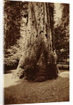 Big Tree Felton (Redwood), Santa Cruz by Carleton Watkins