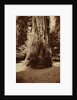 Big Tree Felton (Redwood), Santa Cruz by Carleton Watkins
