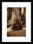 Big Tree Felton (Redwood), Santa Cruz by Carleton Watkins