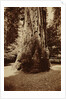 Big Tree Felton (Redwood), Santa Cruz by Carleton Watkins