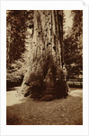 Big Tree Felton (Redwood), Santa Cruz by Carleton Watkins