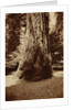 Big Tree Felton (Redwood), Santa Cruz by Carleton Watkins