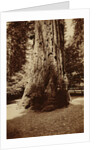 Big Tree Felton (Redwood), Santa Cruz by Carleton Watkins