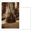 Big Tree Felton (Redwood), Santa Cruz by Carleton Watkins