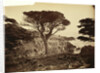 Cypress Point, Monterey by Carleton Watkins