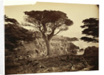 Cypress Point, Monterey by Carleton Watkins