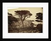 Cypress Point, Monterey by Carleton Watkins