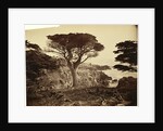 Cypress Point, Monterey by Carleton Watkins