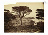 Cypress Point, Monterey by Carleton Watkins