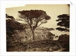 Cypress Point, Monterey by Carleton Watkins