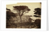 Cypress Point, Monterey by Carleton Watkins