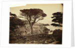 Cypress Point, Monterey by Carleton Watkins