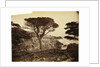 Cypress Point, Monterey by Carleton Watkins