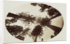 Among The Tree Tops Calaveras Grove by Carleton Watkins