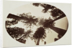 Among The Tree Tops Calaveras Grove by Carleton Watkins