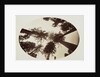 Among The Tree Tops Calaveras Grove by Carleton Watkins