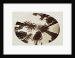 Among The Tree Tops Calaveras Grove by Carleton Watkins